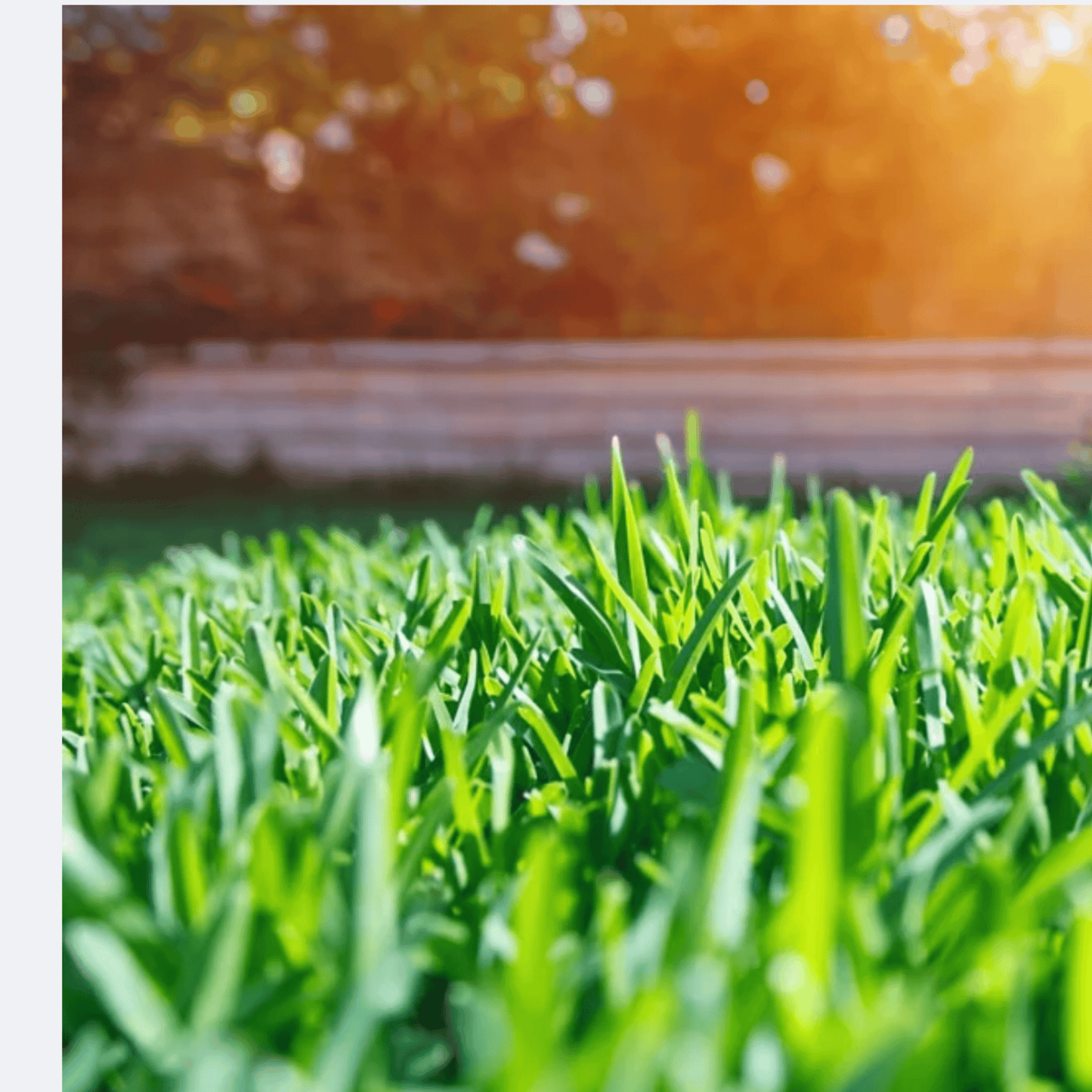 Mo Deck Spray Lawn Mower Grass Non-Stick (11 oz. Aerosol Can) (Pack of 3) with Can Gun Sprayer